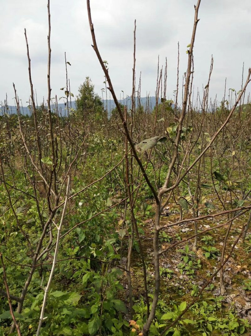 投产脆冠梨树，正宗翠冠梨