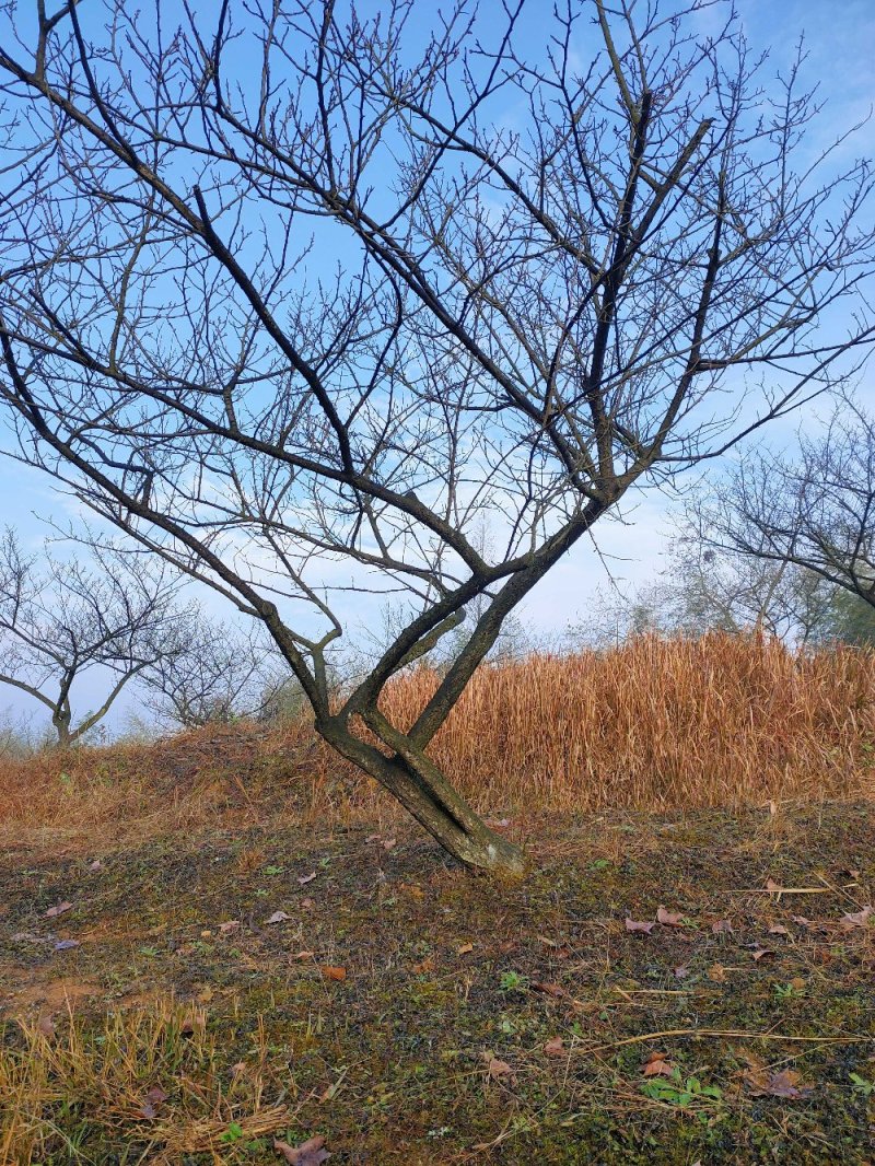 白梅梅花10-30公分批量供应商