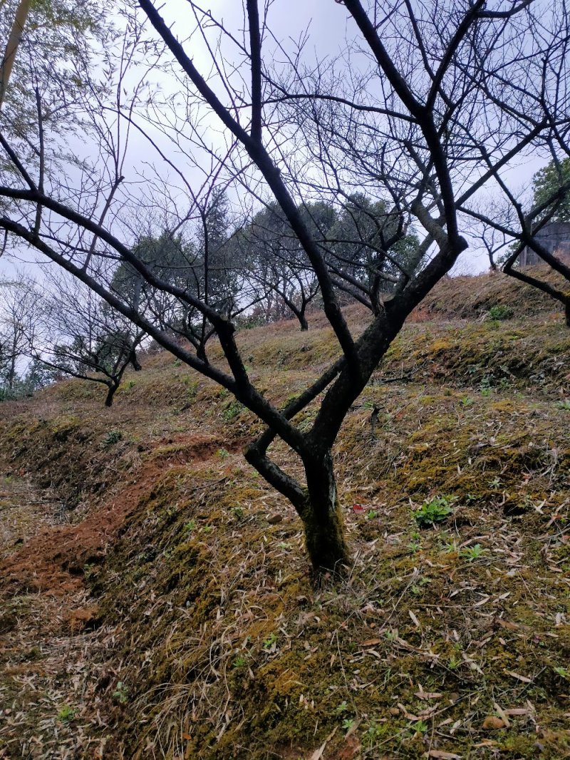 白梅梅花10-30公分批量供应商