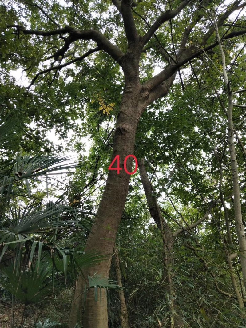 合欢12-25公分批量供应精品货源