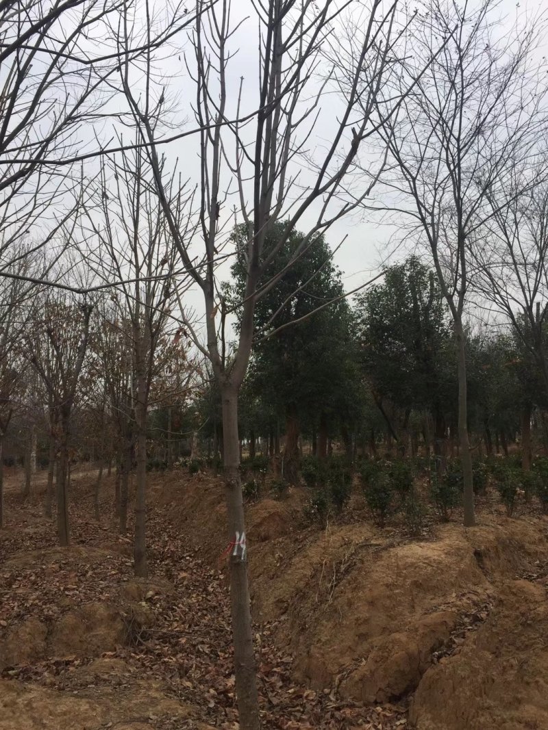 合欢12-25公分批量供应精品货源