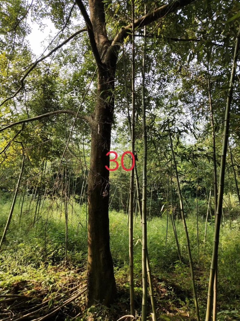 合欢12-25公分批量供应精品货源