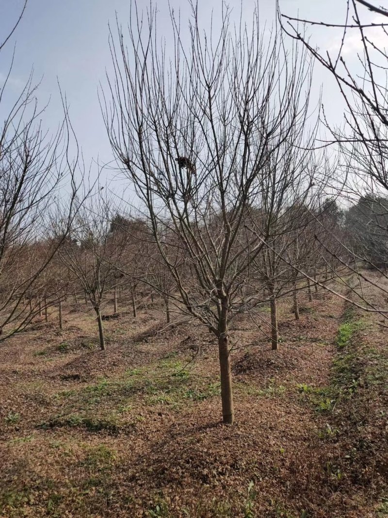 紫叶碧桃6-15公分批量优惠供应
