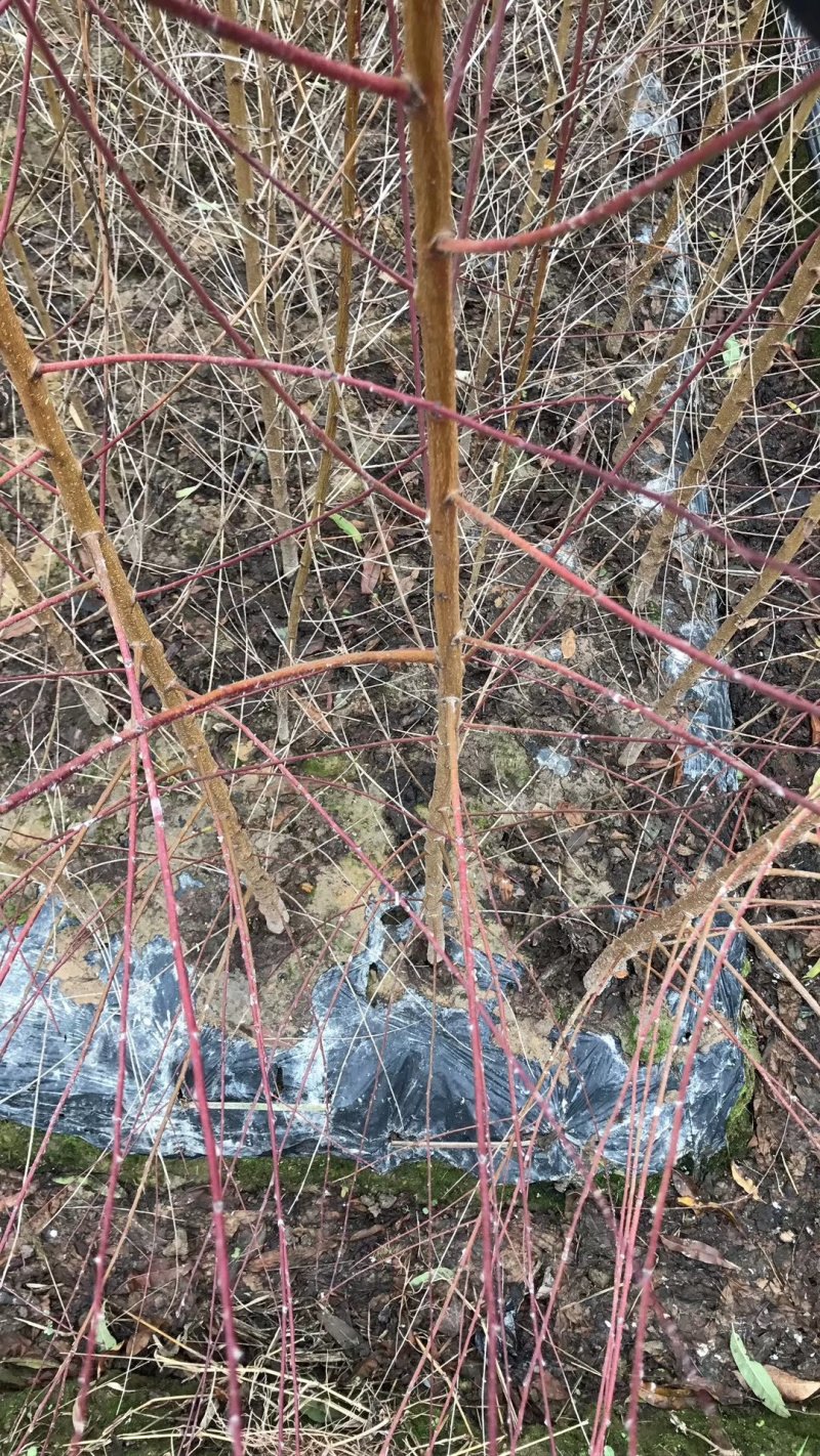 紫叶碧桃6-15公分批量优惠供应