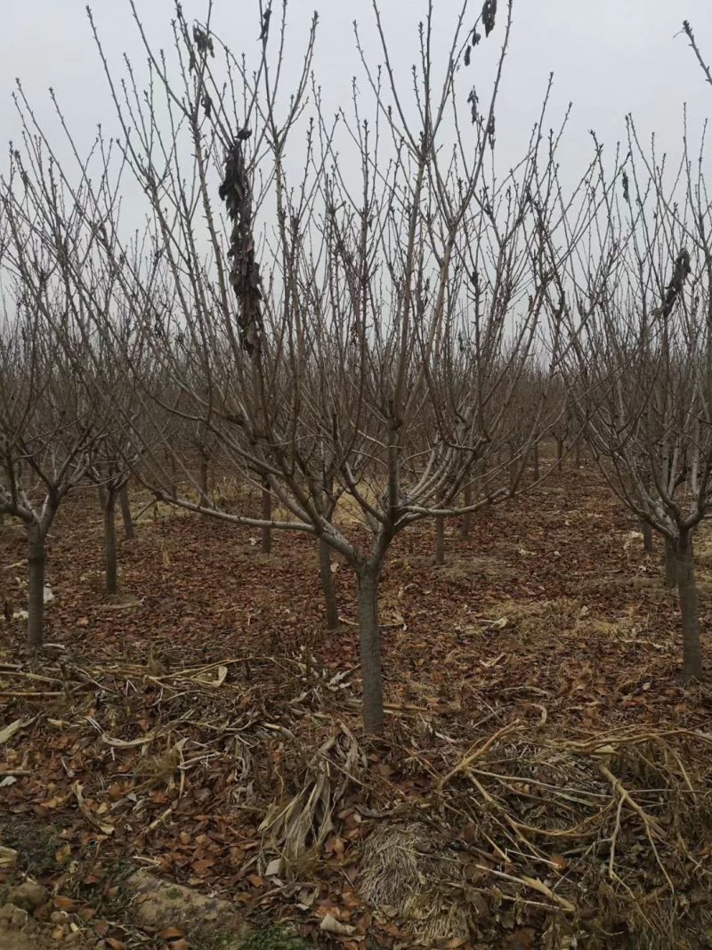 紫叶碧桃6-15公分批量优惠供应