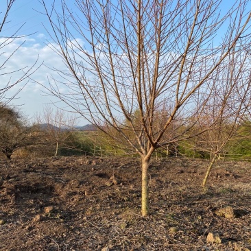 紫叶碧桃6-15公分批量优惠供应