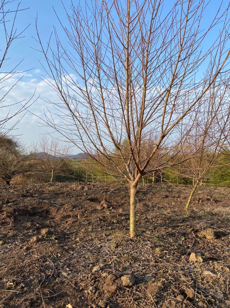 紫叶碧桃6-15公分批量优惠供应