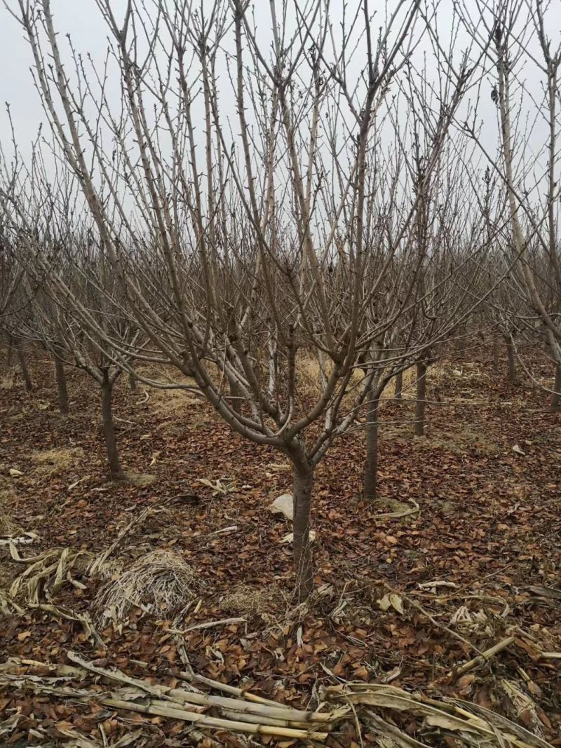 紫叶碧桃6-15公分批量优惠供应