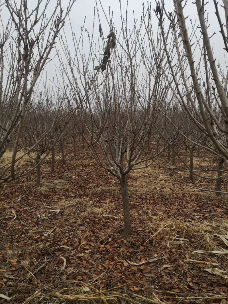 紫叶碧桃6-15公分批量优惠供应