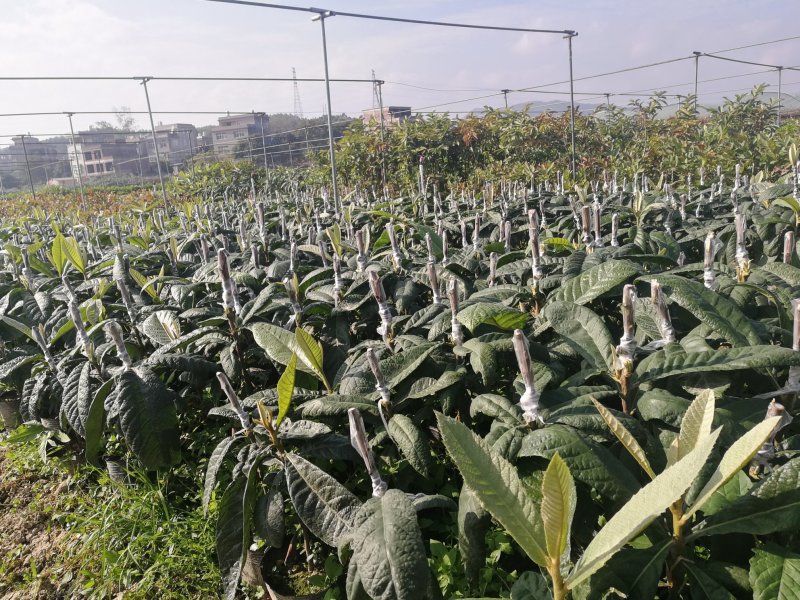 福建漳州自家苗圃嫁接枇杷树苗两年苗现挖现发根部发达