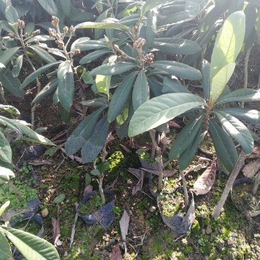 福建漳州自家苗圃嫁接枇杷树苗两年苗现挖现发根部发达