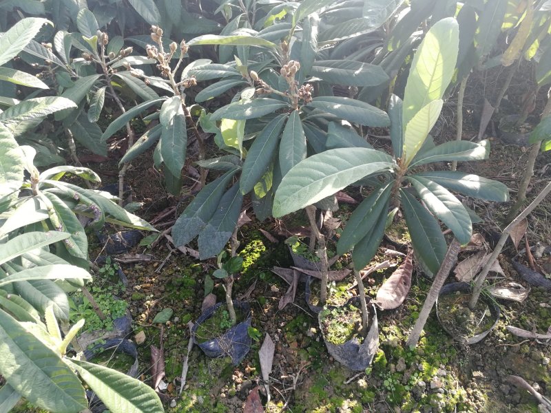 福建漳州自家苗圃嫁接枇杷树苗两年苗现挖现发根部发达