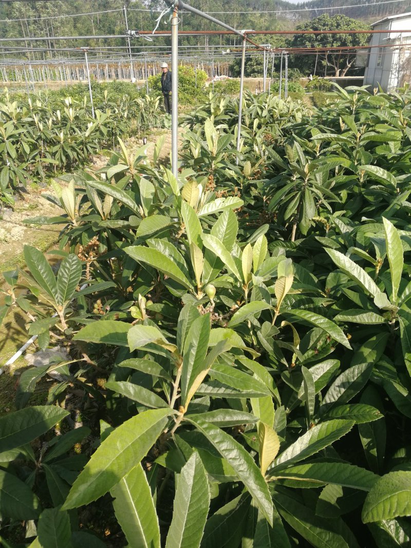 福建漳州自家苗圃嫁接枇杷树苗两年苗现挖现发根部发达