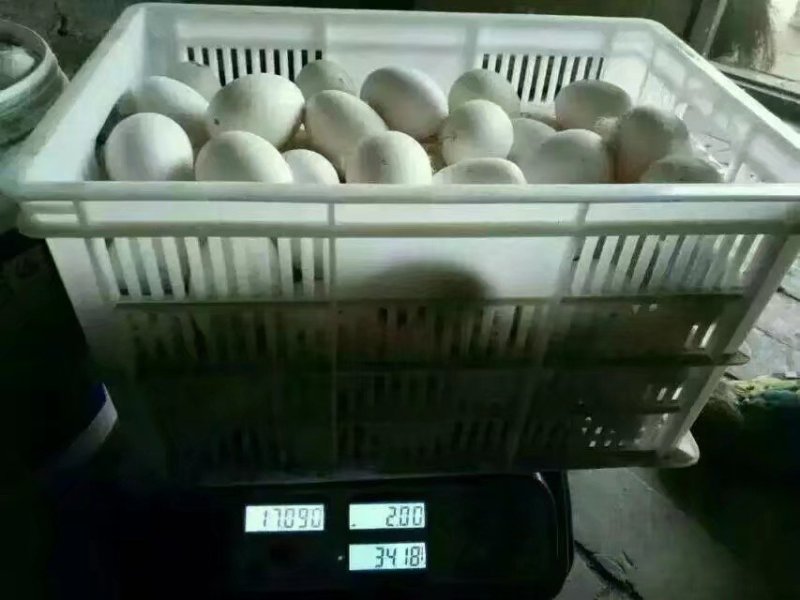 天然植物种鹅、肉鹅预混料