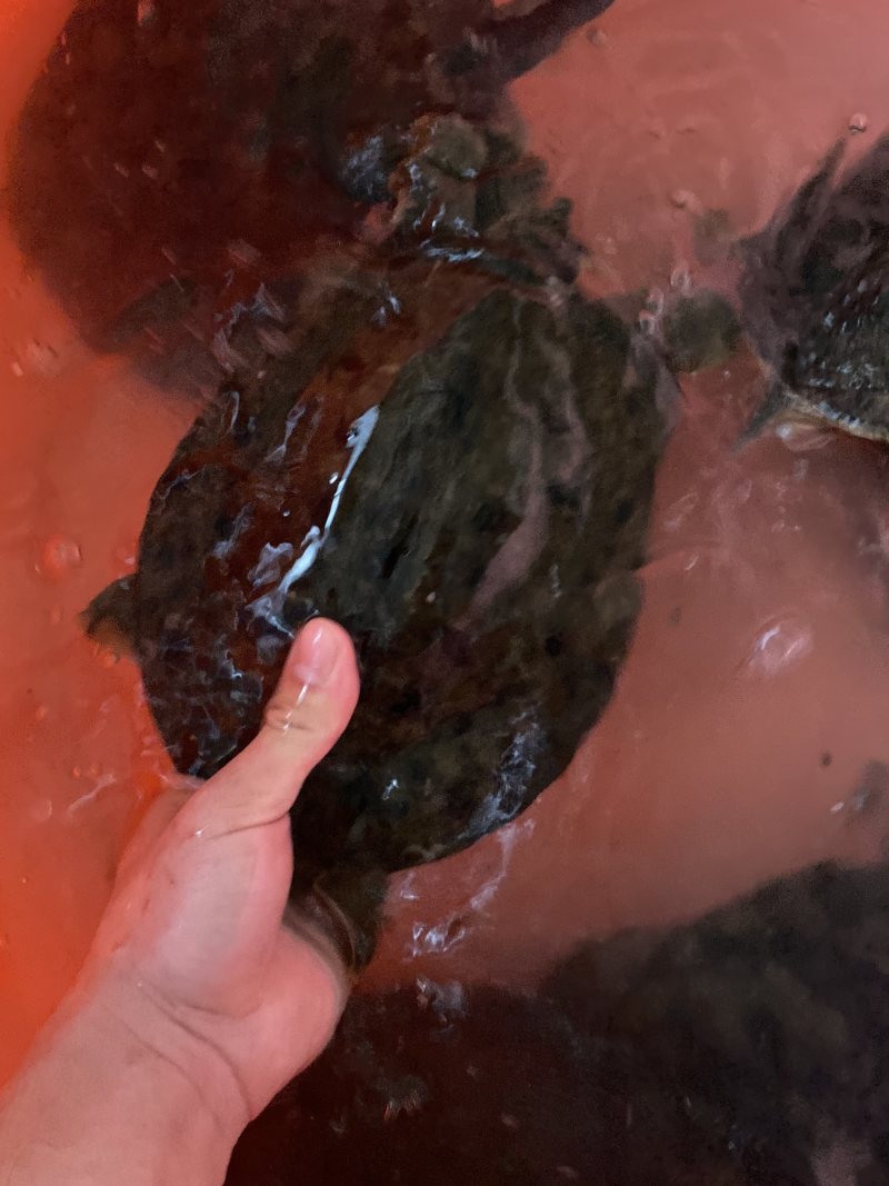 各种仿甲鱼黑花甲鱼黄花甲鱼团鱼水鱼脚鱼鳖老甲鱼1-4.5