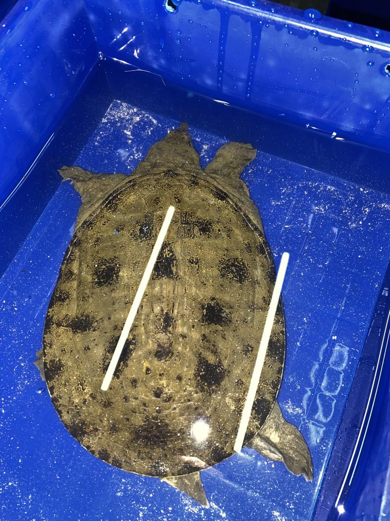 各种仿甲鱼黑花甲鱼黄花甲鱼团鱼水鱼脚鱼鳖老甲鱼1-4.5