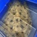 各种仿甲鱼黑花甲鱼黄花甲鱼团鱼水鱼脚鱼鳖老甲鱼1-4.5