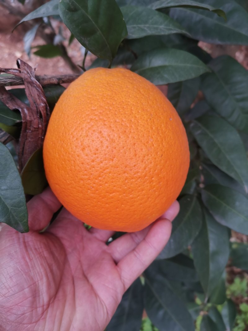 脐橙