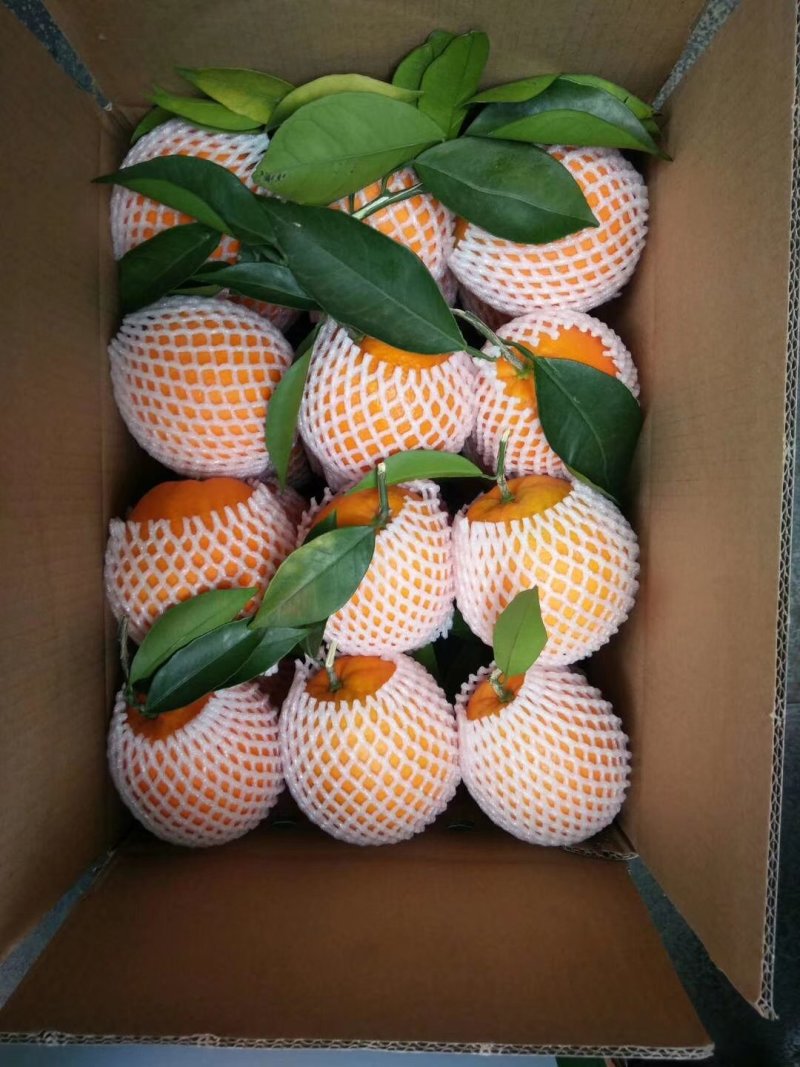 脐橙