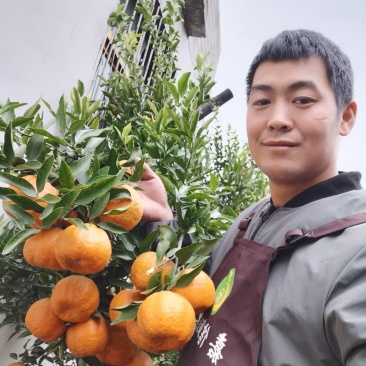脐橙