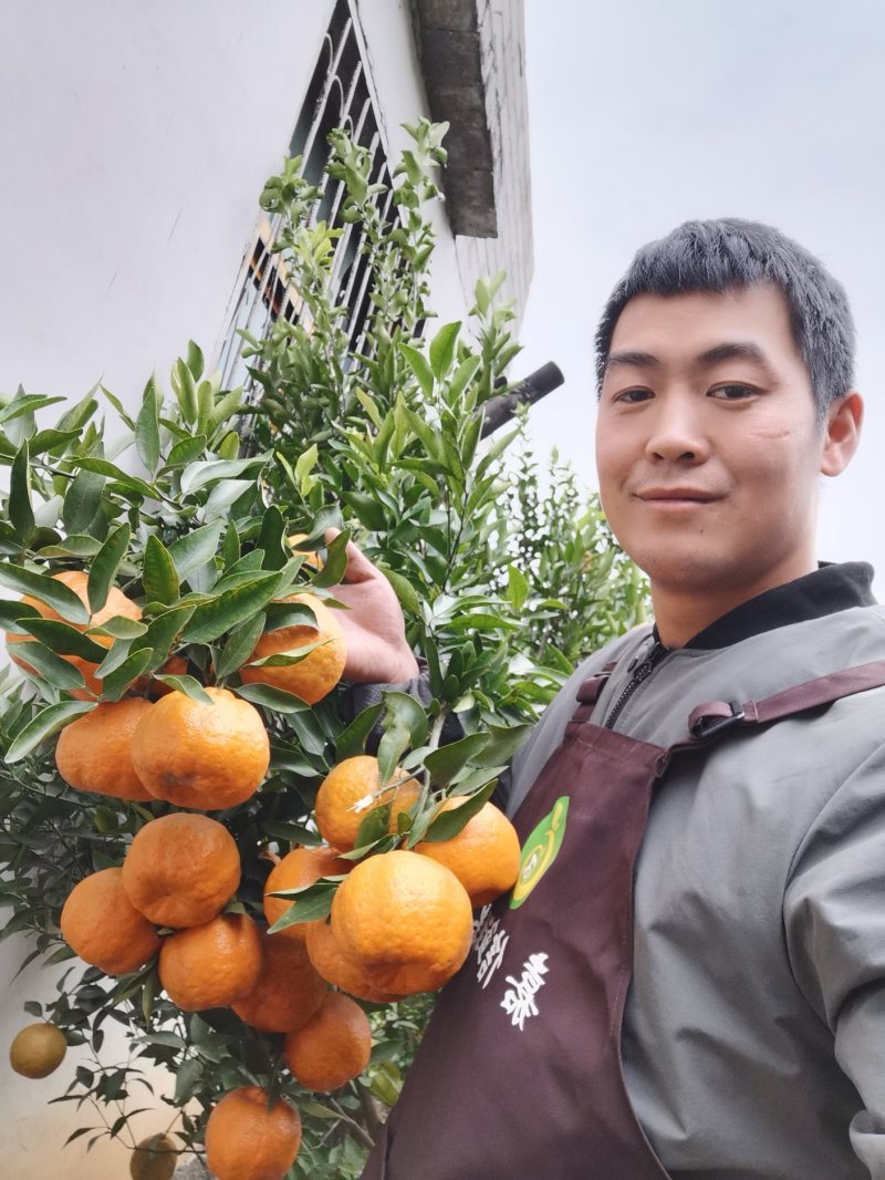 脐橙