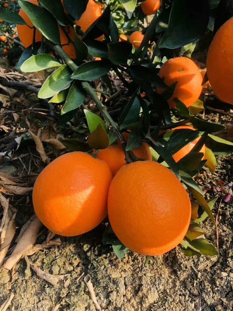 脐橙