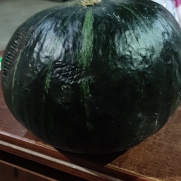 缅甸板栗南瓜
