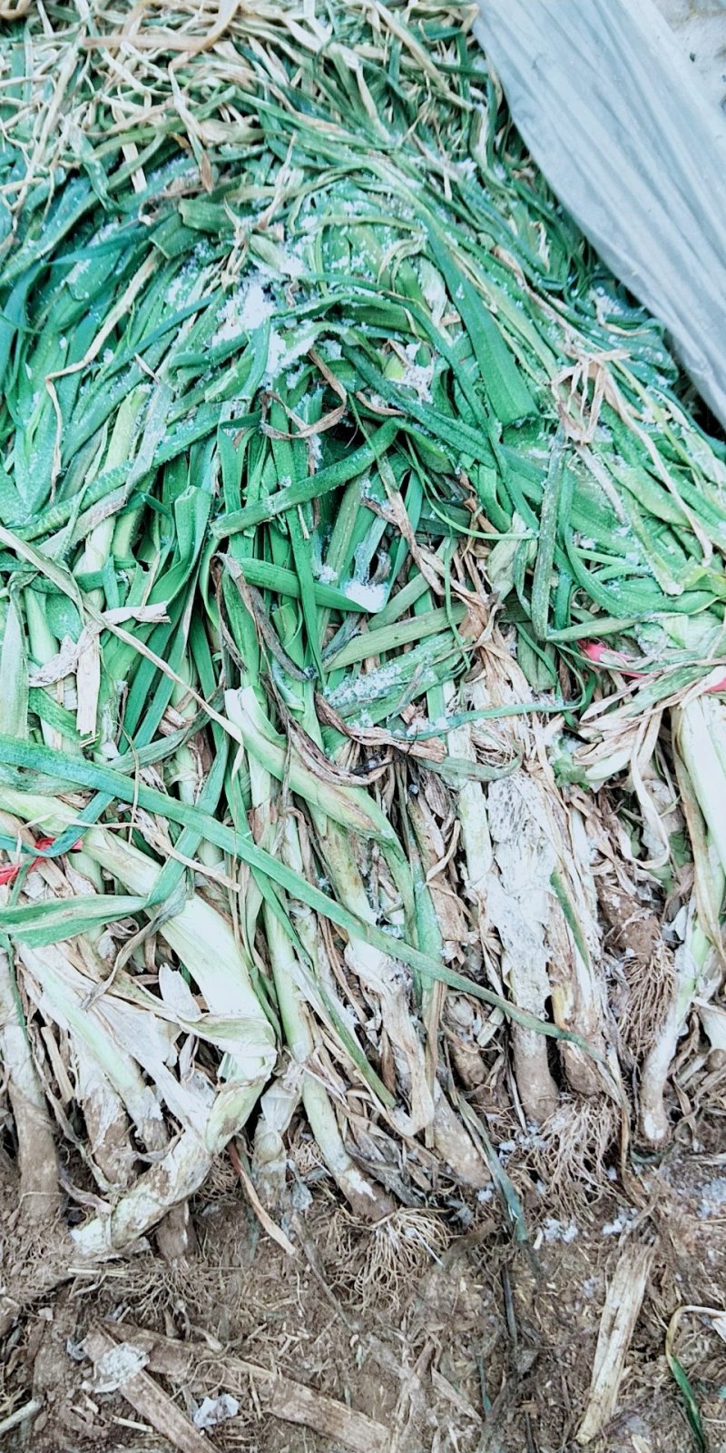 产地直销四季白根蒜苗毛货净货