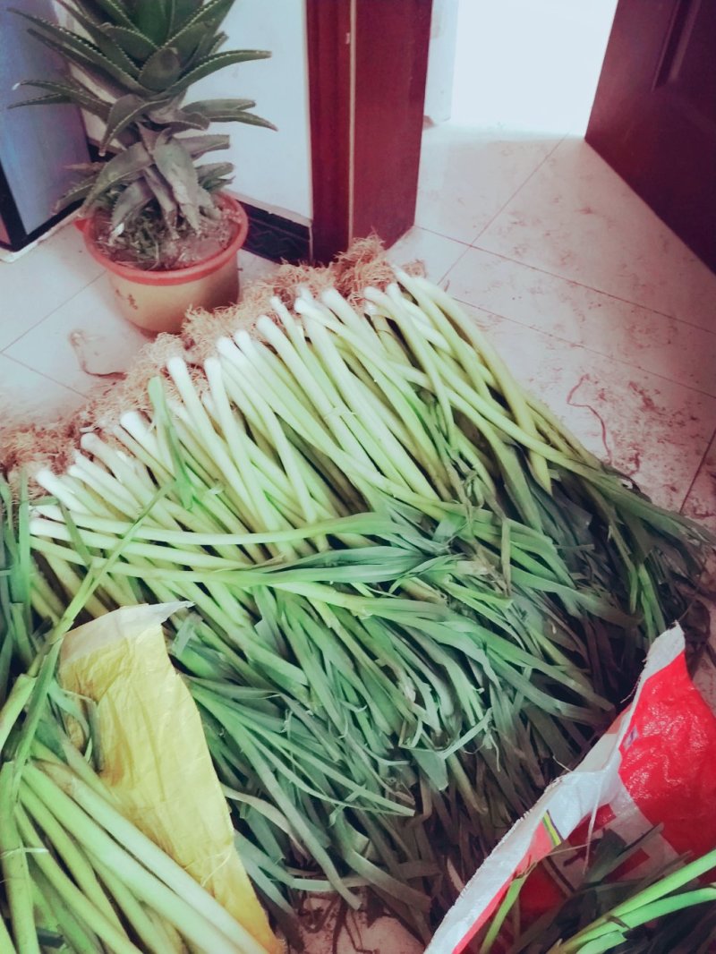产地直销四季白根蒜苗毛货净货