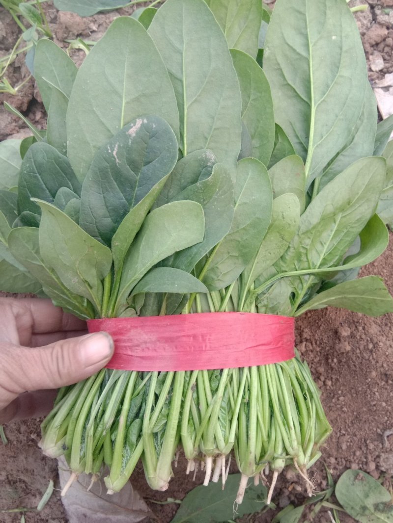 惠民，精品波菜，大量现货可发全国各地，价格美丽。