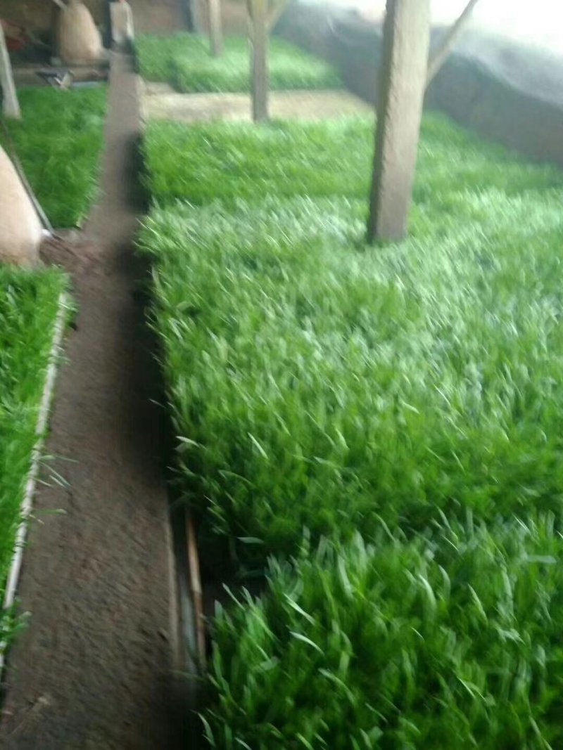 黄韭韭菜盆景