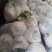 陕西菜花实菜花汉中白菜花1~3斤紧花乳白瓷实欢迎咨询
