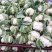 陕西菜花实菜花汉中白菜花1~3斤紧花乳白瓷实欢迎咨询