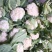 陕西菜花实菜花汉中白菜花1~3斤紧花乳白瓷实欢迎咨询