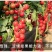 红禧樱桃番茄种子，酸甜可口，抗病能力强，商品性佳