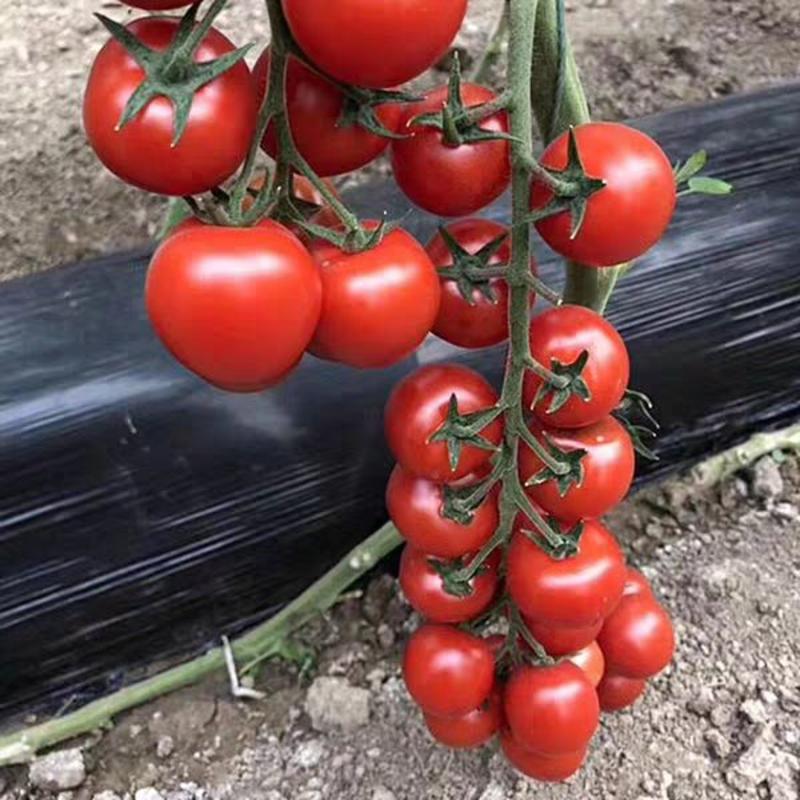 红禧樱桃番茄种子，酸甜可口，抗病能力强，商品性佳