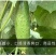 中科翡翠旱黄瓜种子，强雌大刺溜，节节有瓜，清香爽口