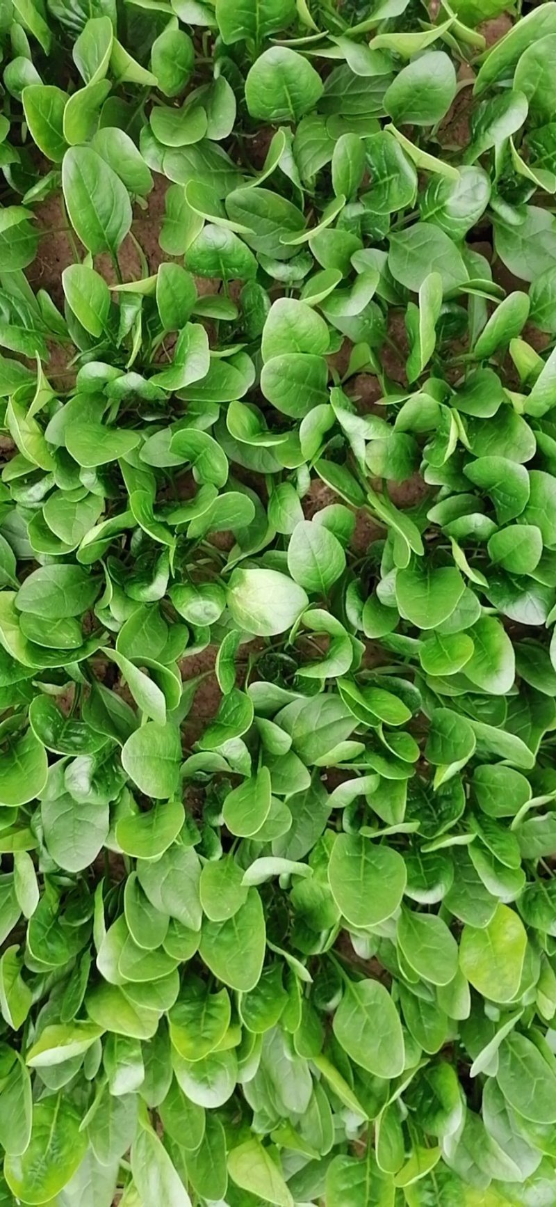 圆叶菠菜