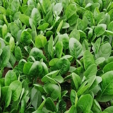 圆叶菠菜