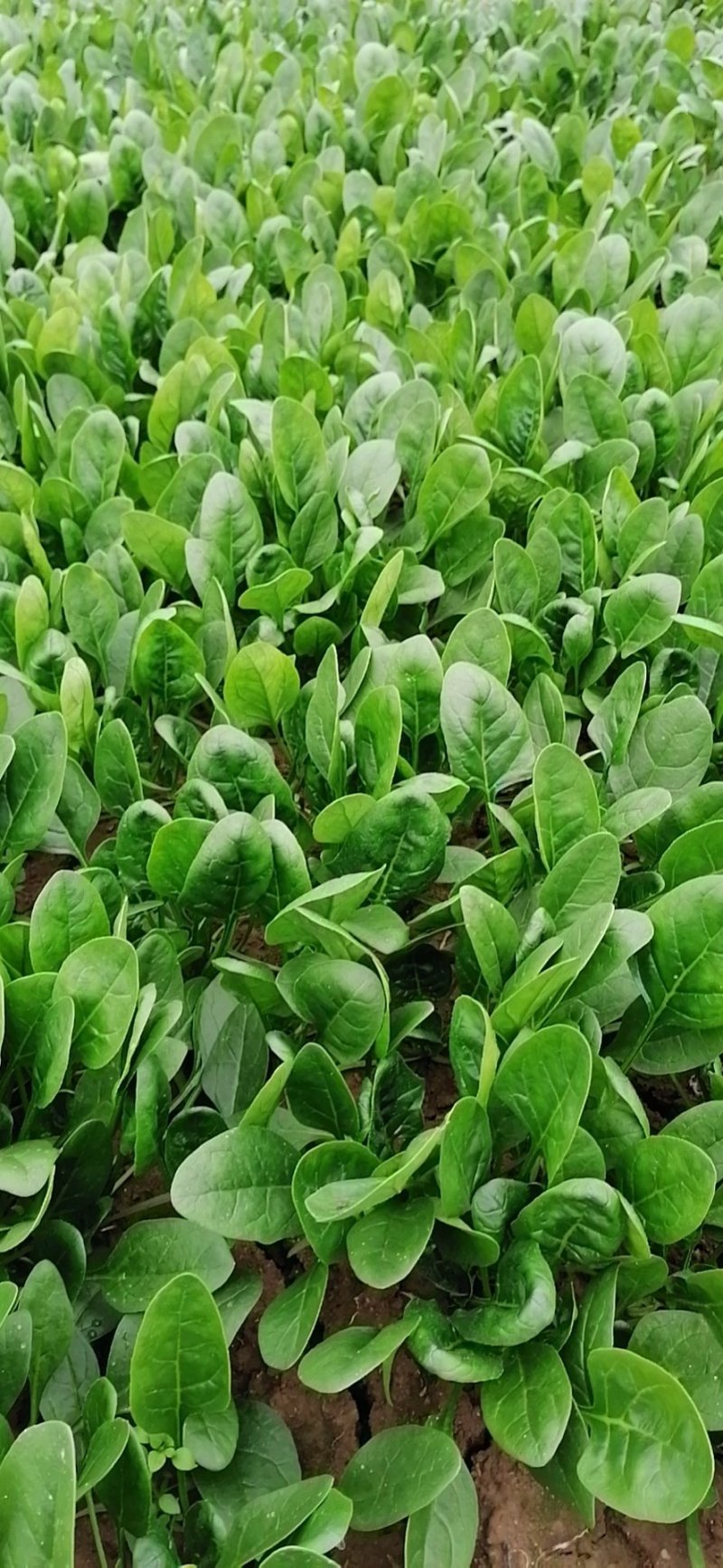 圆叶菠菜