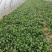 圆叶菠菜