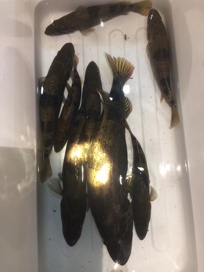 斑鳜（花季子）奥豪