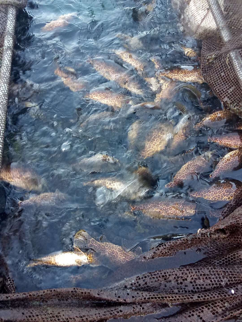 斑鳜（花季子）奥豪
