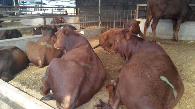 【推荐】牛犊黄牛犊，吨牛犊，繁殖牛犊，育肥牛犊包成活技术