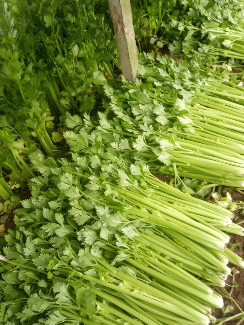 安徽芹菜大量上市了品种多西芹玻璃脆香芹可供选择产地可发货