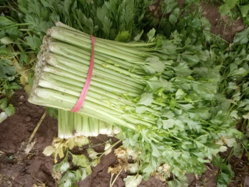 安徽芹菜大量上市了品种多西芹玻璃脆香芹可供选择产地可发货