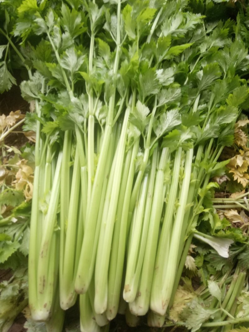 安徽芹菜大量上市了品种多西芹玻璃脆香芹可供选择产地可发货