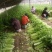 安徽芹菜大量上市了品种多西芹玻璃脆香芹可供选择产地可发货