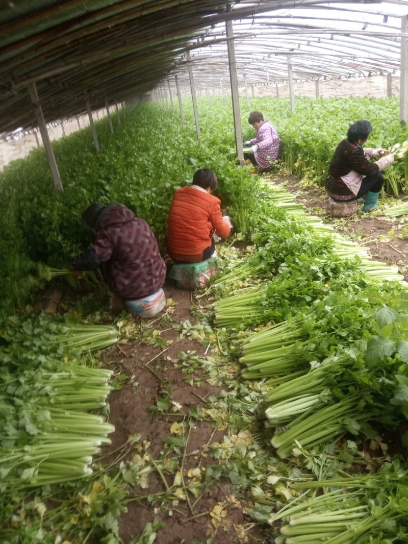 安徽芹菜大量上市了品种多西芹玻璃脆香芹可供选择产地可发货
