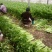 安徽芹菜大量上市了品种多西芹玻璃脆香芹可供选择产地可发货